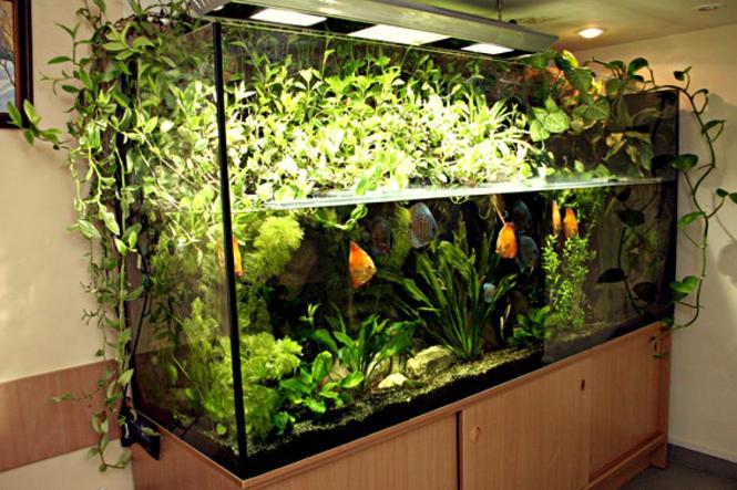 Какой светильник для аквариума выбрать?